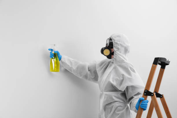 Best Basement Mold Removal  in USA